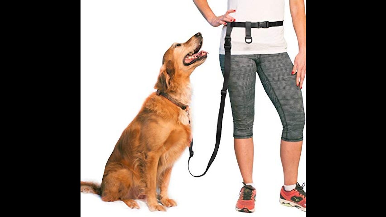 HOW TO SAFELY TRAIN MY DOGS COMPLETELY OFF LEASH