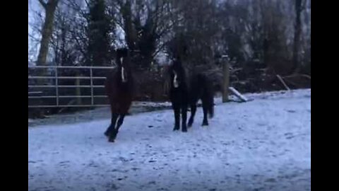 雪の中出かけたことを後悔した馬たち