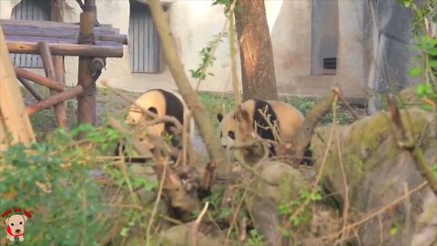 Cute panda video collection，Filmed in Chinese panda