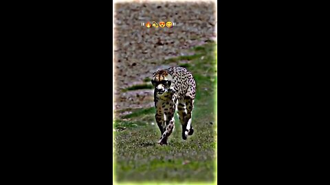 chitta running speed test animal High speed flying 🪽🪽