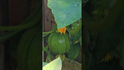 SQUASH: will September sun and warmth give them the boost they need?