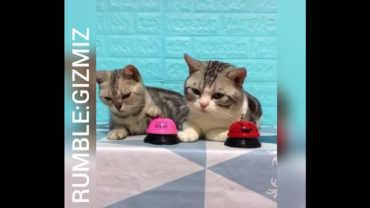 Lovely Cat, black cat, cats, funny cats, funny cat videos 1315