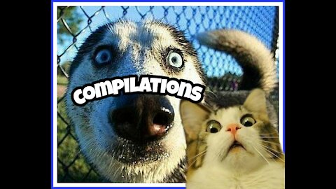 compilations funny pets dogs