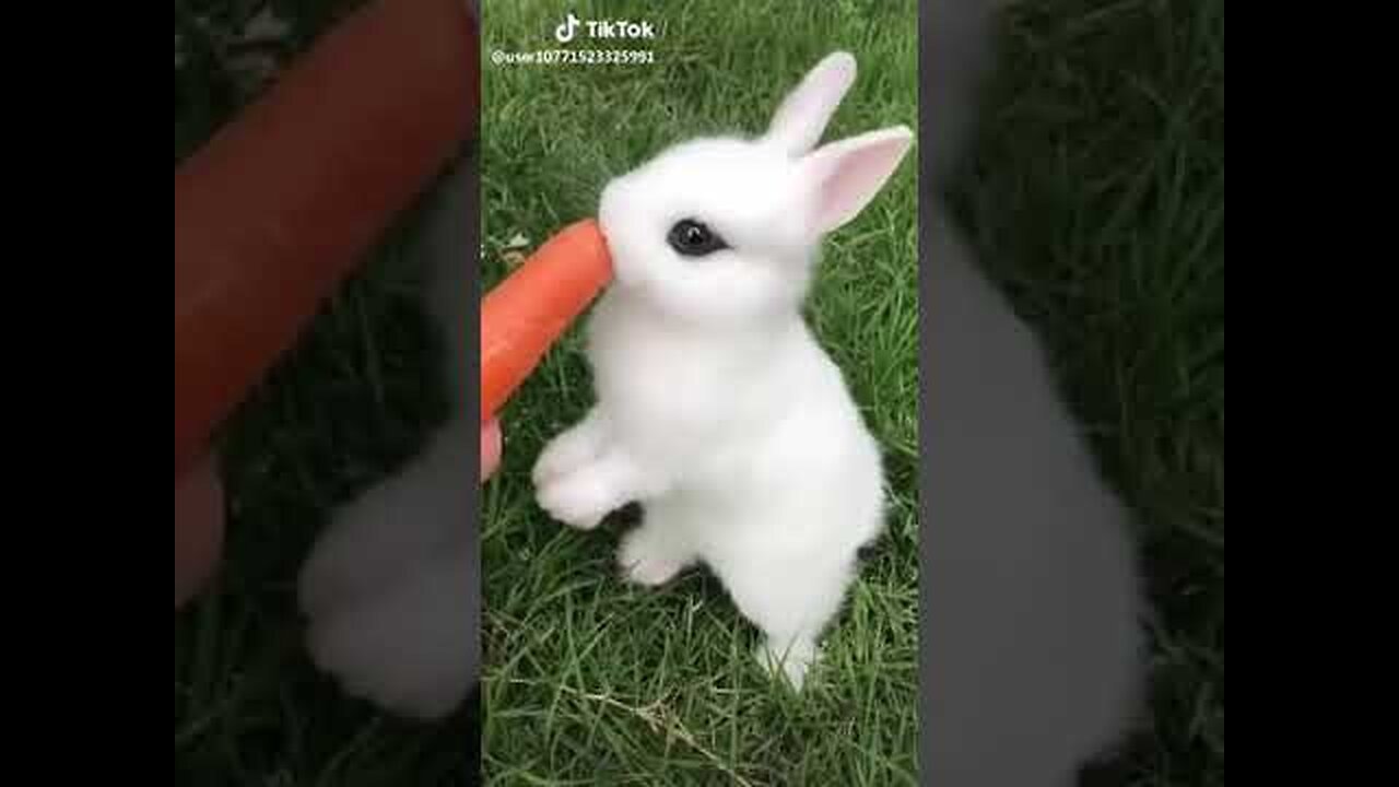 Cute rabbit_