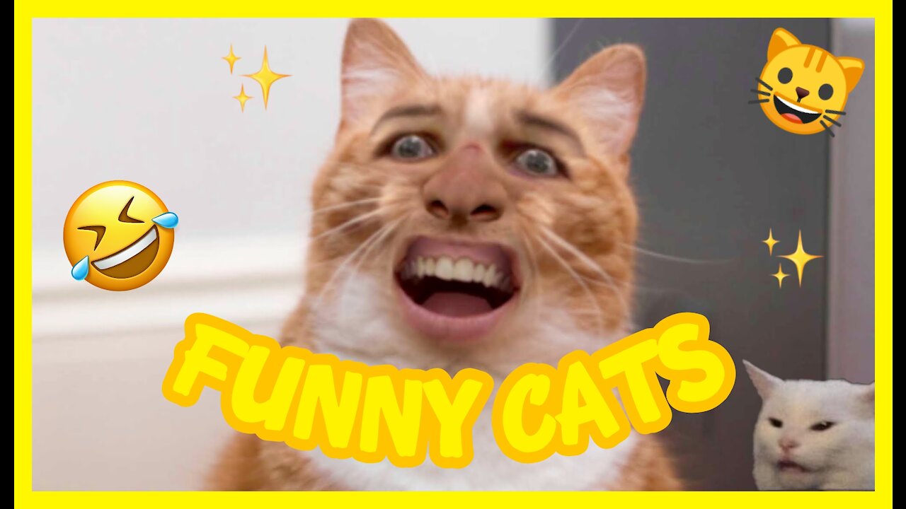 What are these cats doing?