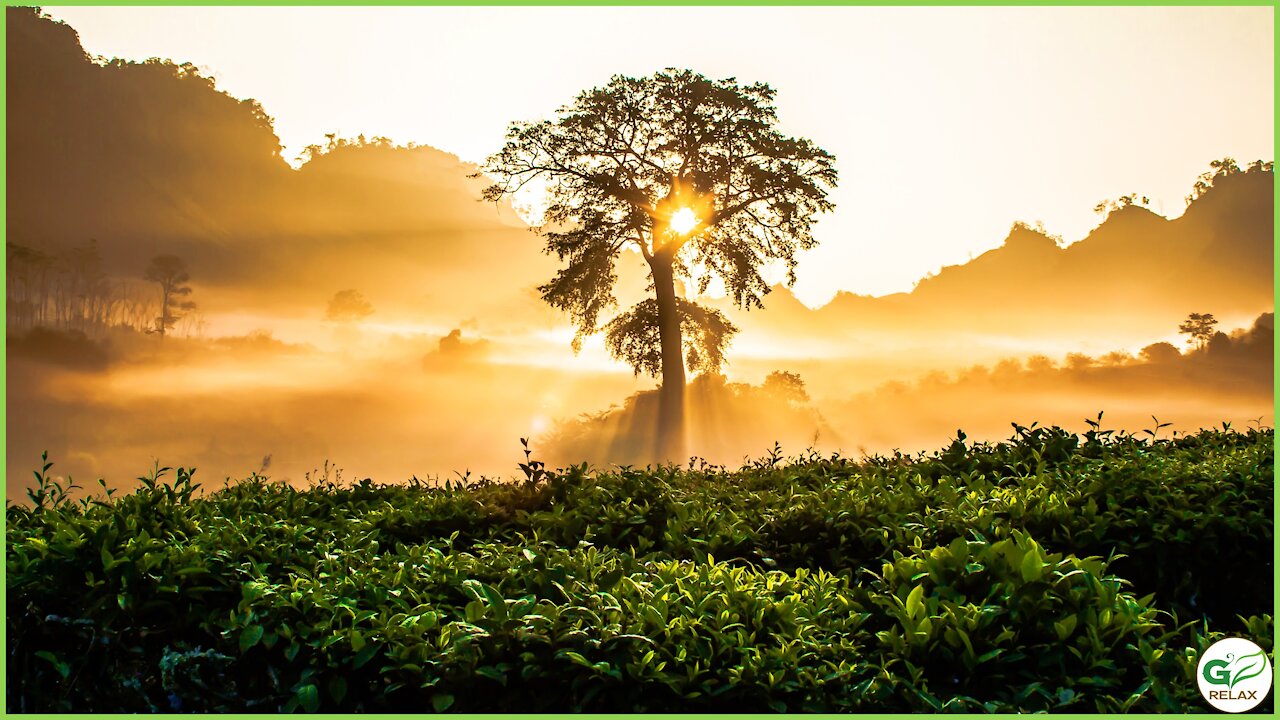 Beautiful Trees and Chopin Music 🌳🎶🌲 Piano Music for Study, Concentration, Creativity, Reading