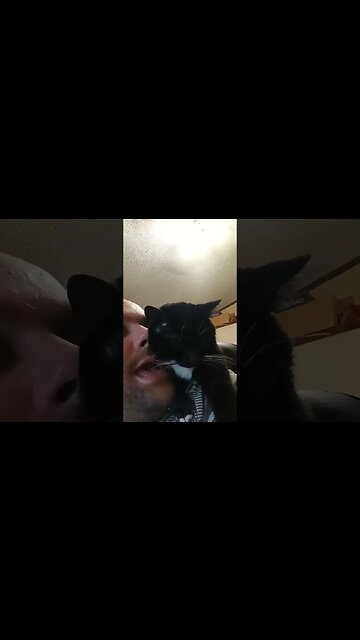 kitty won't let me go to bed #shortsfeed #shortsvideo #youtubeshorts #cat #catvideos #kittycat