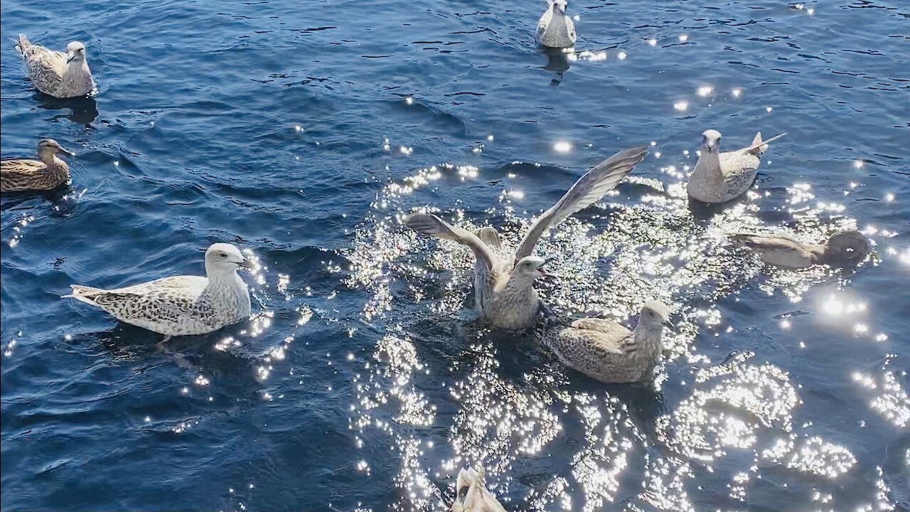 Feeding the birds in the river