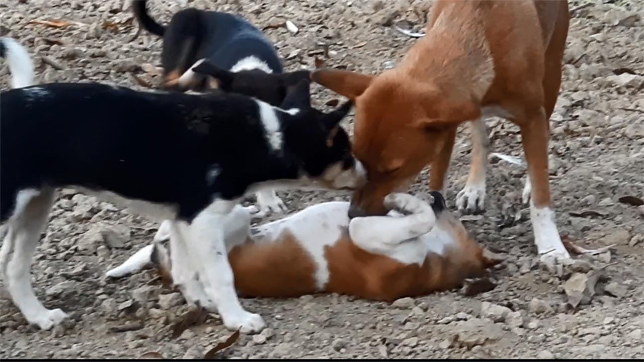 Dogs & Puppies: Baby Dogs Playing funny but this is training for their life.