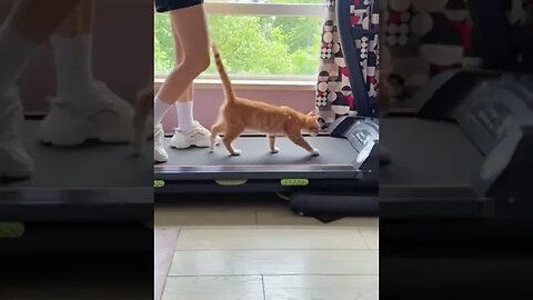 CAT VIDEO