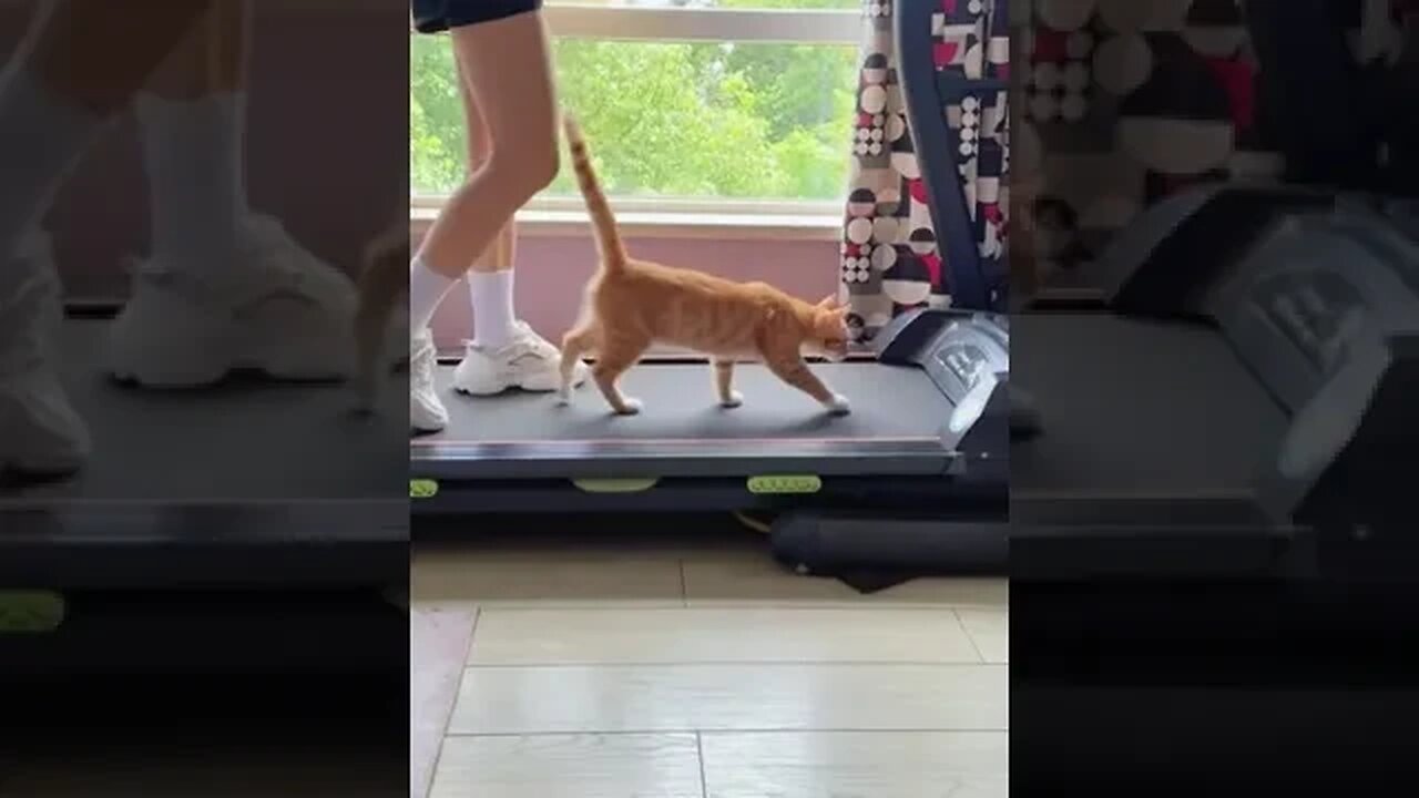 CAT VIDEO