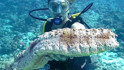 Diving and Foil Boarding in Vanuatu