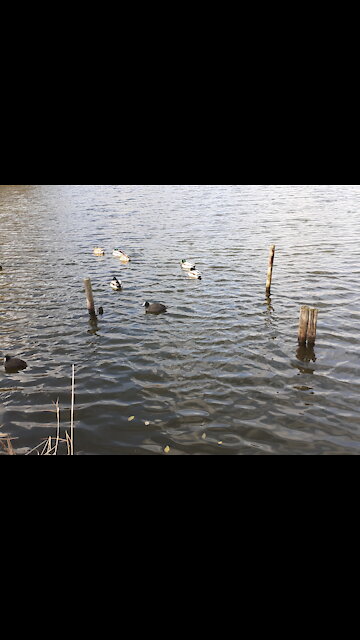 Beautiful ducks.😱😱