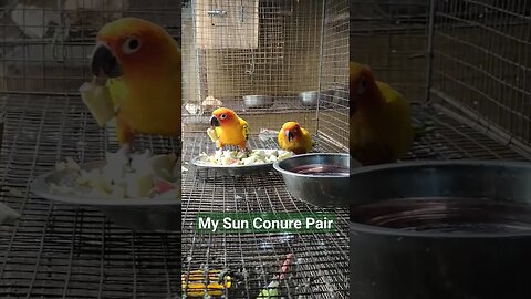 Sun Conure Gang l #shorts l #sunconure l @BikisAviary