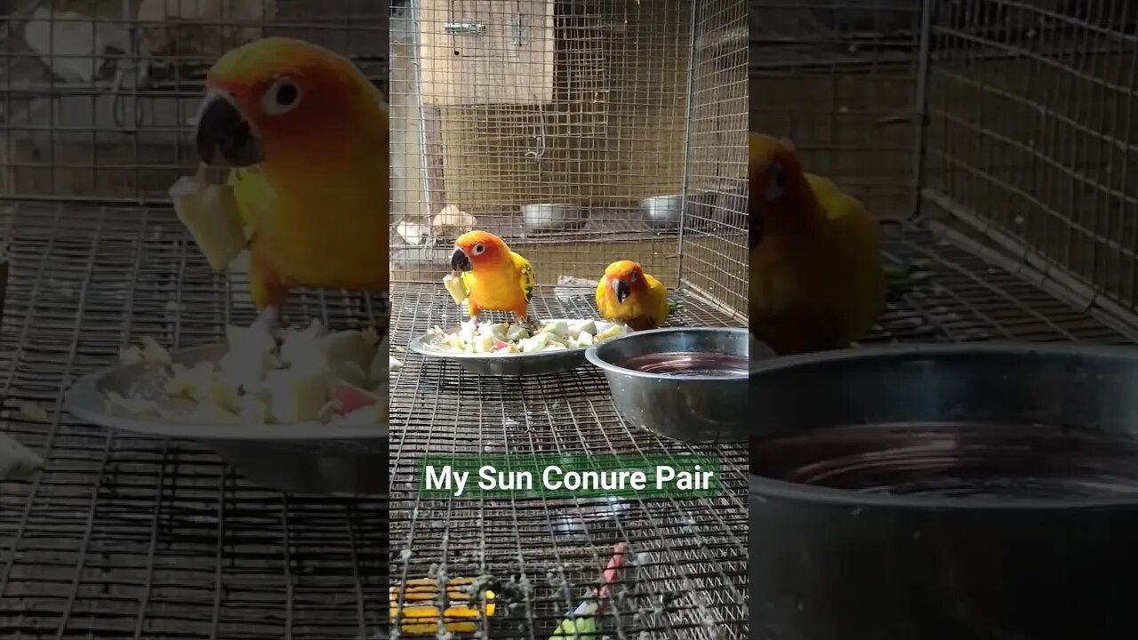 Sun Conure Gang l #shorts l #sunconure l @BikisAviary