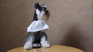 Una cagnolina molto ben educata!