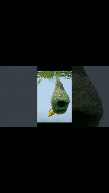 Nest making process 🪺