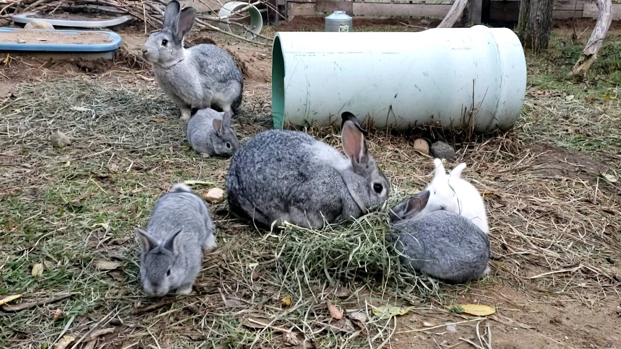 Baby bunnies eat hay with Momma