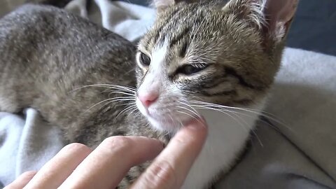 Cute Kitten Lets Me Scratch His Whiskers