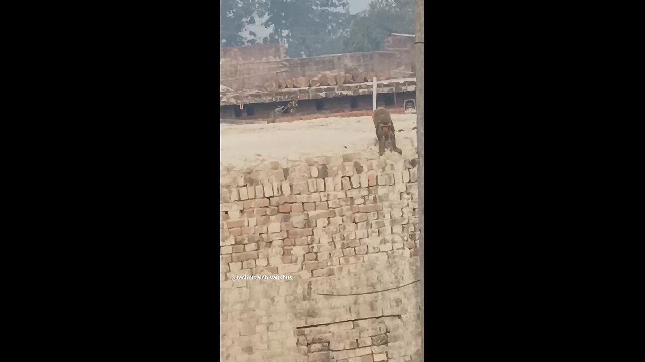 monkey🐒🐒 #funny #comedy#viral #trending #monkey #shorts #yt