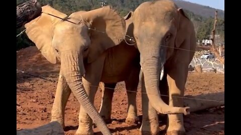 FRIENDLY ELEPHANTS COMMUNIACATING TO PEOPLE NICE VIDEO