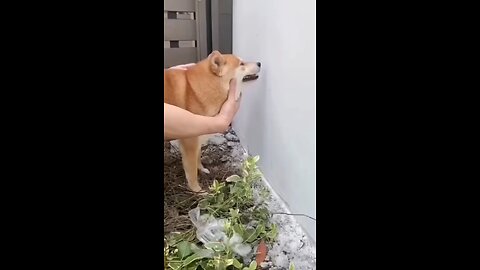 cute dog funny video three dog🤣