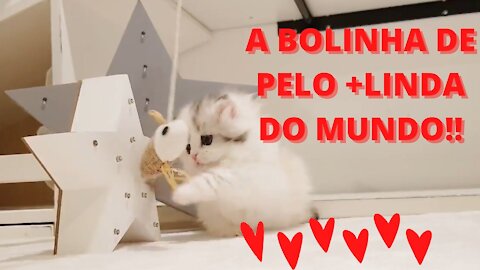 O MINI GATO MAIS FOFO DO MUNDO