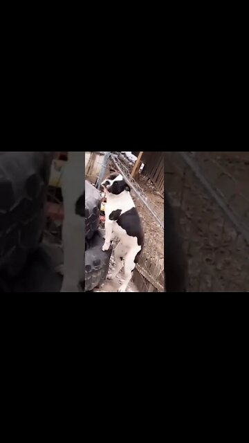 Dog Dance On Music 🤣#UbertainmentFun #Shorts #ytshorts #youtubeshorts #Dogs #dogdance #viral2022