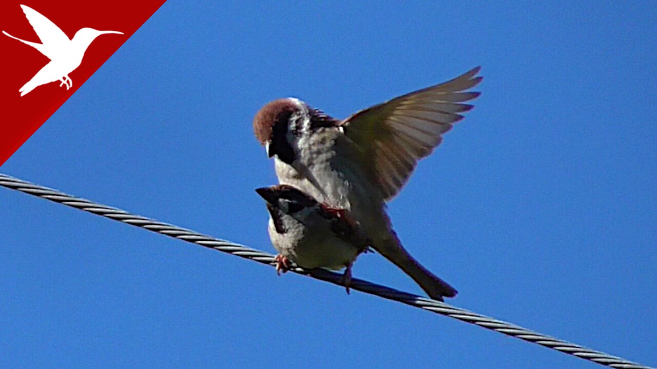 Sparrows in Spring - the New Generation is Coming