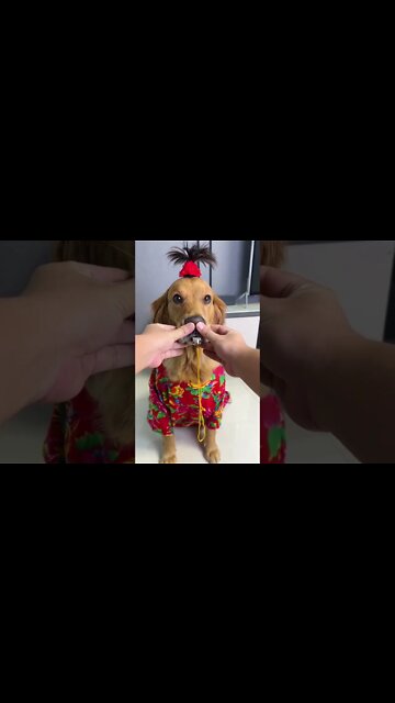 This Dog Has Good Lungs To Blow Whistle