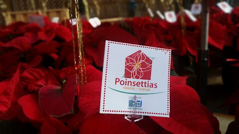 Poinsettias pour la Maison de soins palliatifs de Vaudreuil-Soulanges
