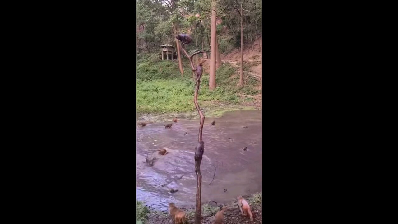 Monkeys diving into water