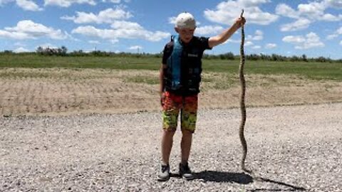 Huge Bull Snake