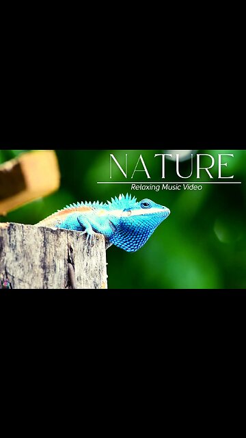 Relaxing Beautiful Stress Relief-Soothing Music With Nature Sound & Calm The Mind #shorts