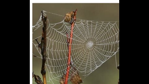 THE WEB WE WEAVE