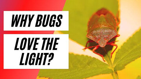 Why Bugs Love the Light?