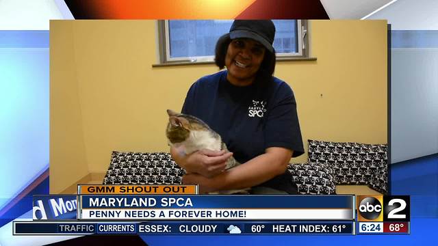 Good morning from Penny, the adoptable cat