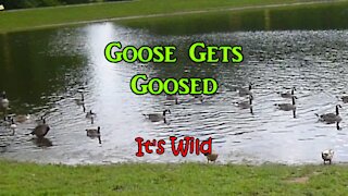 Goose Gets Goosed - It's Wild