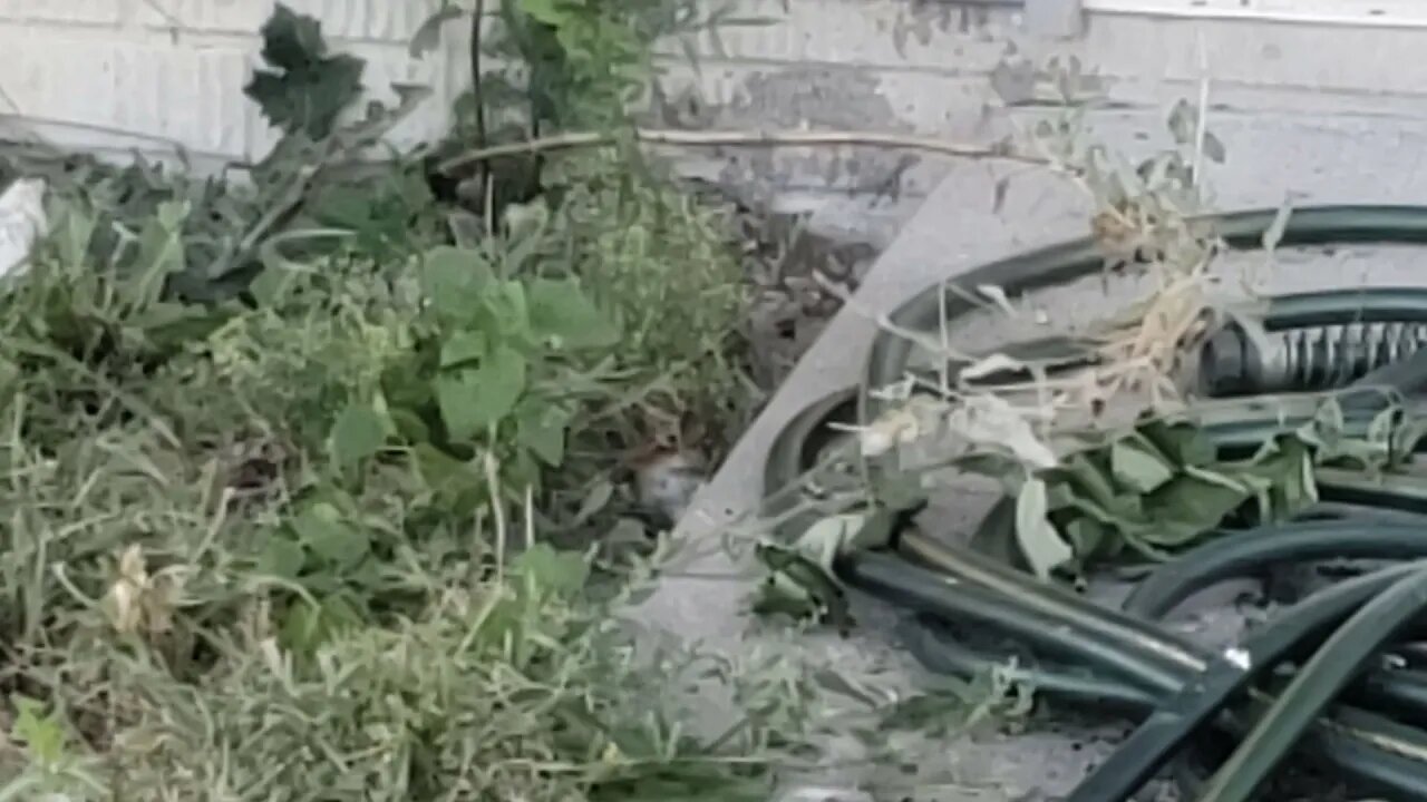 Chipmunk watches me in the backyard pt 2