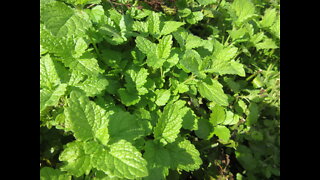 An Ancient Herb Lemon Balm Sept 2021