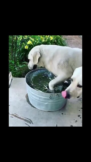 Labrador Bathes And Drinks Water At The Same Time