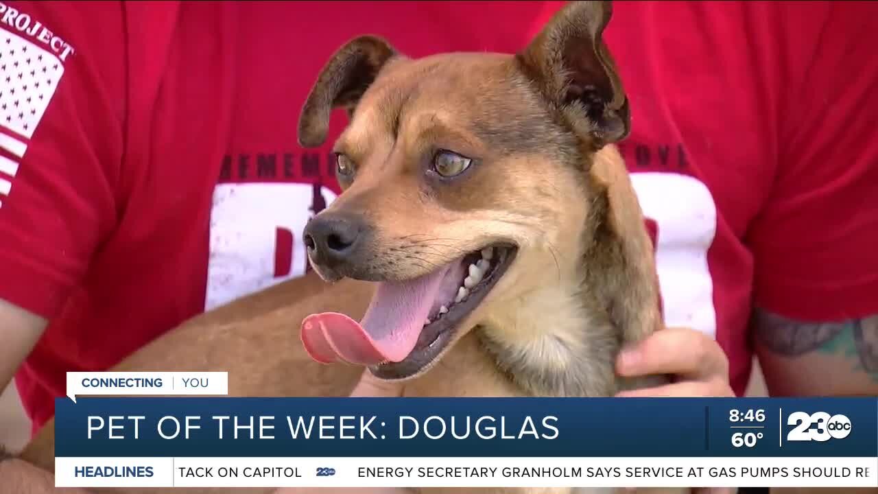 Pet of the Week: Douglas