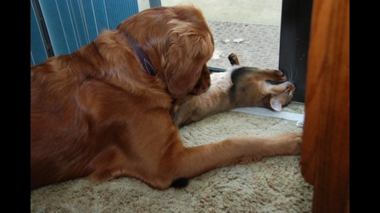 A young Jack checks out a kitten, Tripp