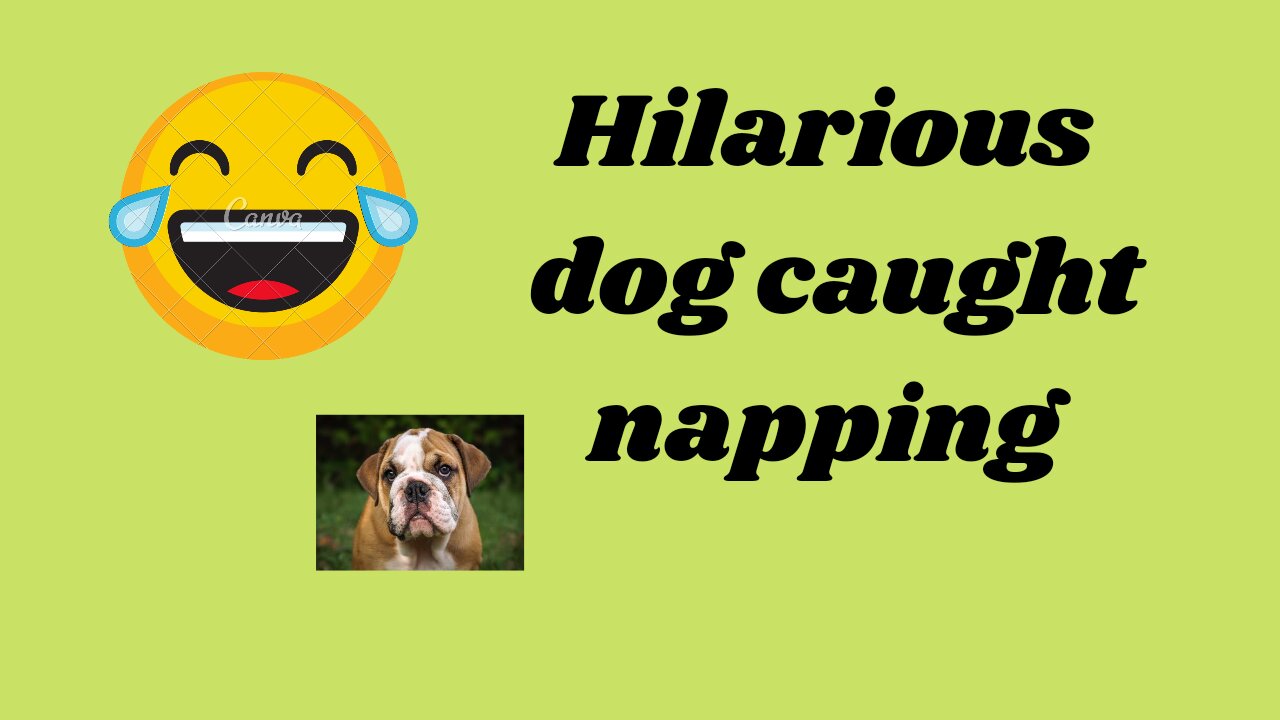 Hilarious funny dog falls asleep sitting up