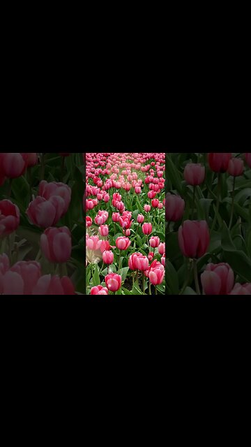 1 Minute Meditation I'M GRATEFUL FOR MY TALENTS #shorts #youtubeshorts #1minutemeditation