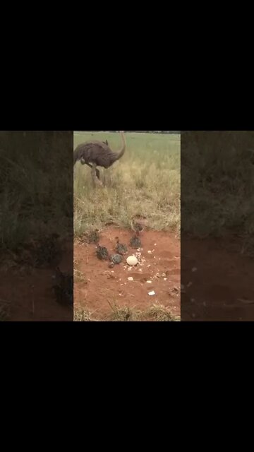 ostrich with her kids