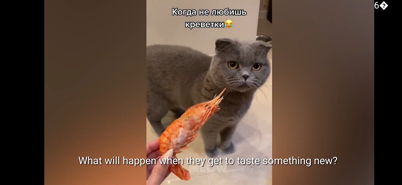 Try Not To Laugh - Dogs And Cats Reaction To Food #2| MEOW