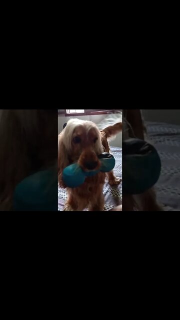 #dogshow , #animals , #dogs , shorts