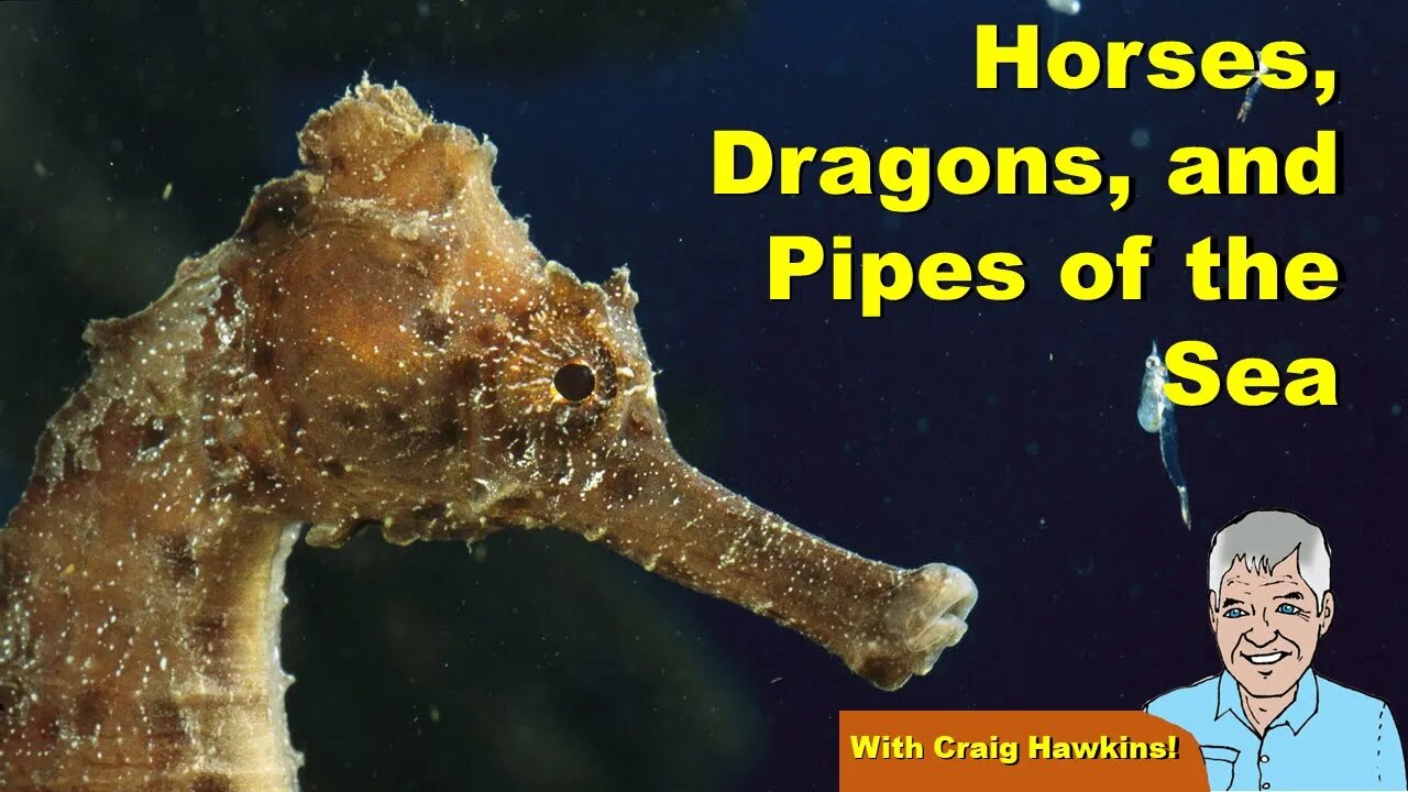 Horses, Dragons, and Pipes of the Sea!