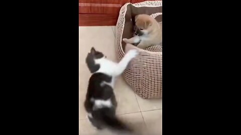 Funny Cat Chasing a Puppy Out of Its Bed #shorts